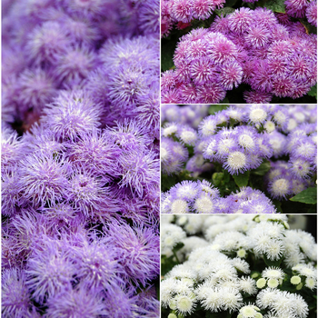 Ageratum houstonianum Patina™ 'Series' (049922)