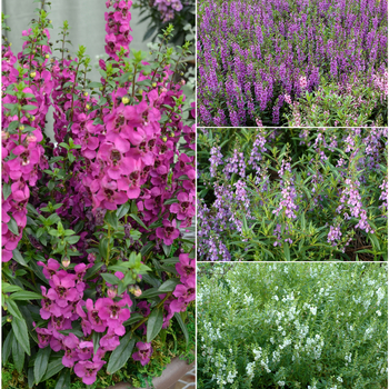 Angelonia angustifolia Angelmist™ 'Series' (049925)