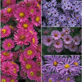 Aster novae-angliae 'Multiple Varieties' (049931)