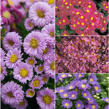 Aster novi belgii 'Multiple Varieties' (049934)