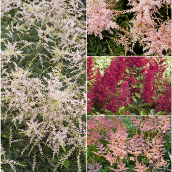 Astilbe '' (049938)