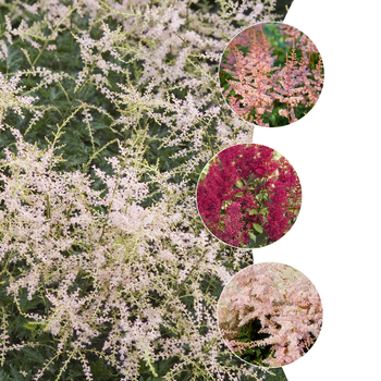 Astilbe '' (049940)