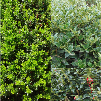 Ilex cornuta 'Multiple Varieties' (049947)