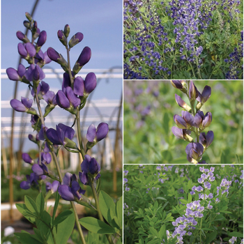 Baptisia '' (049950)