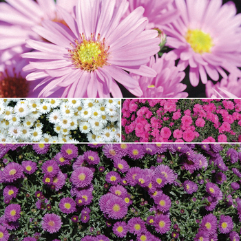 Aster 'Multiple Varieties' (049963)