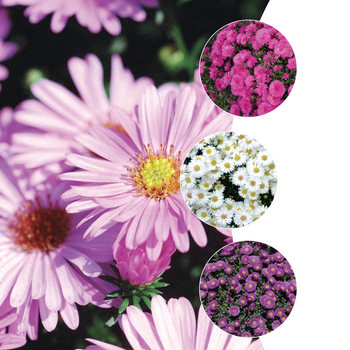 Aster 'Multiple Varieties' (049964)