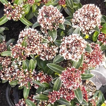 Skimmia japonica 'Male' 