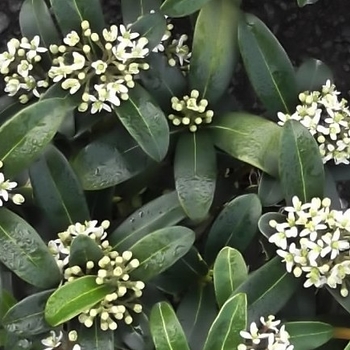 Skimmia japonica 'Female' 