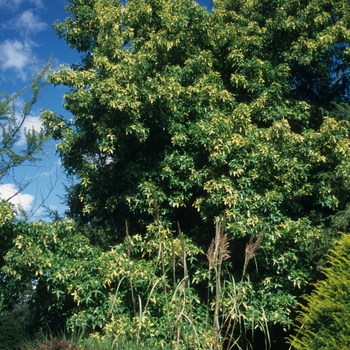 Liquidambar styraciflua 'Variegata' (050041)