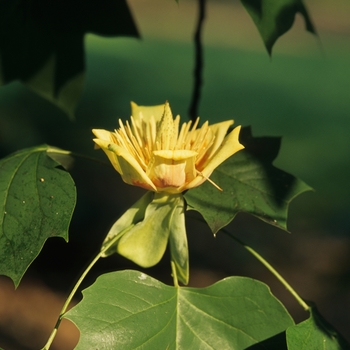 Liriodendron tulipfera '' (050043)