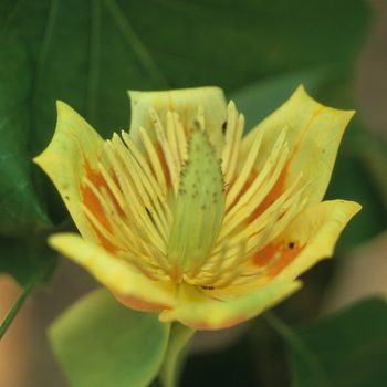 Liriodendron tulipfera '' (050044)