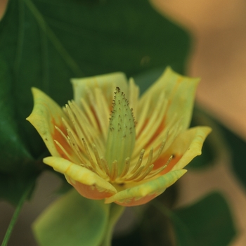 Liriodendron tulipfera '' (050045)