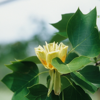 Liriodendron tulipfera '' (050046)