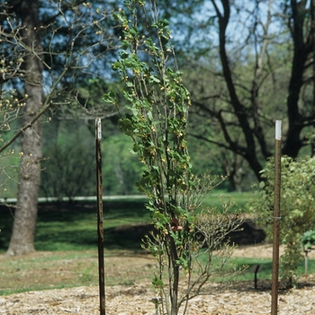 Liriodendron tulipifera 'Fastigiatum ('Arnold')' (050048)