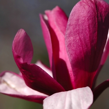 Magnolia x soulangeana '' (050251)