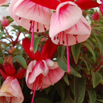 Fuchsia Aretes 'Alwin' (050258)