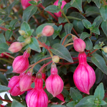 Fuchsia Aretes 'Ringwood Market' (050260)