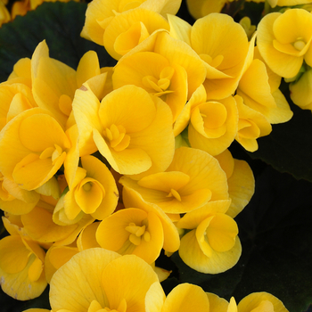 Begonia x hiemalis 'Amstel Blitz' (050265)