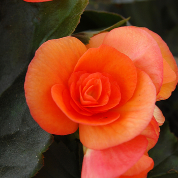 Begonia x hiemalis 'Brigitte' (050267)