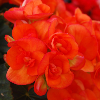 Begonia x hiemalis 'Brigitte' (050268)