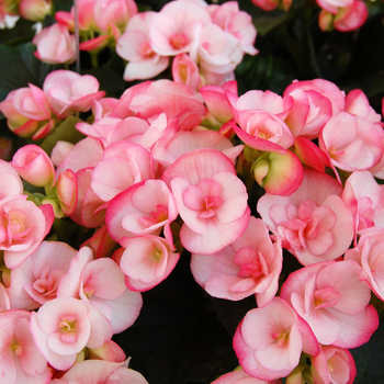 Begonia x hiemalis 'Camilla' (050271)