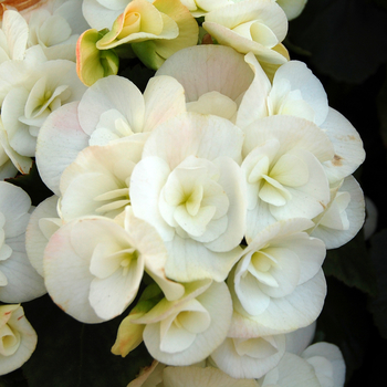 Begonia x hiemalis Amstel 'Clara' (050274)