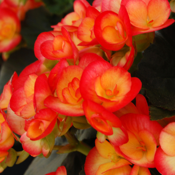 Begonia x hiemalis 'Julie' (050286)