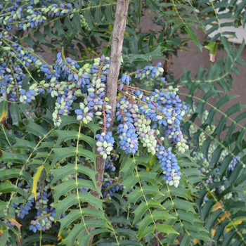 Mahonia bealei '' (050312)