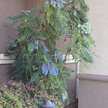 Mahonia bealei '' (050314)