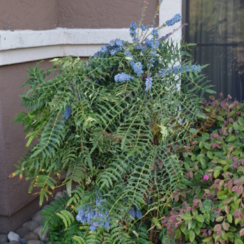 Mahonia bealei '' (050316)