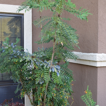 Mahonia bealei '' (050317)