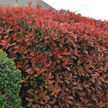 Photinia fraseri '' (050318)