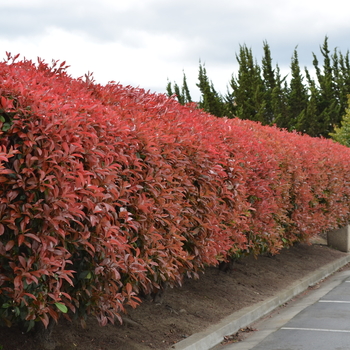 Photinia fraseri '' (050319)