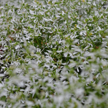 Euphorbia hypericifolia Breathless® 'White' (050321)