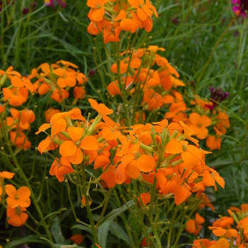 Erysimum 'Citrona™ Orange' (050326)