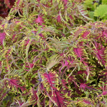 Coleus Under The Sea™ 'Bone Fish' (050328)