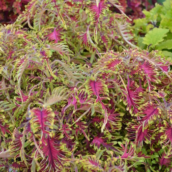 Coleus Under The Sea™ 'Bone Fish' (050329)