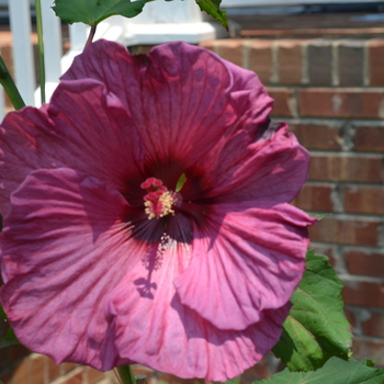 Hibiscus 'Fantasia' (050381)