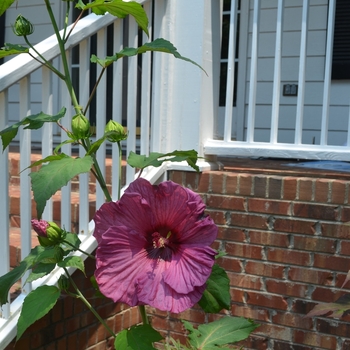 Hibiscus 'Fantasia' (050382)