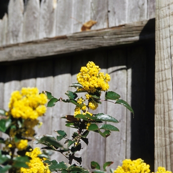 Mahonia aquifolium '' (050385)