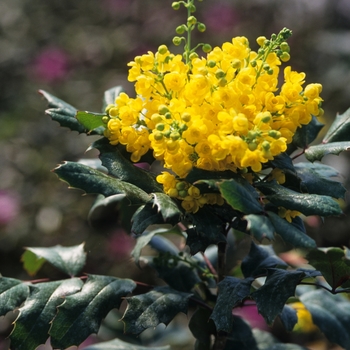 Mahonia aquifolium '' (050387)