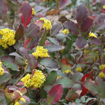 Mahonia repens '' (050393)