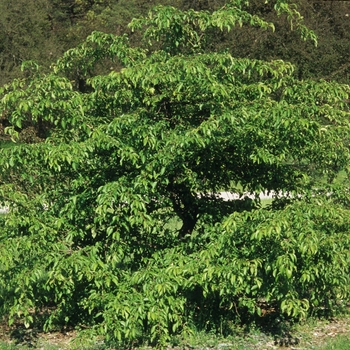 Malus 'Manbeck Weeper' (050401)