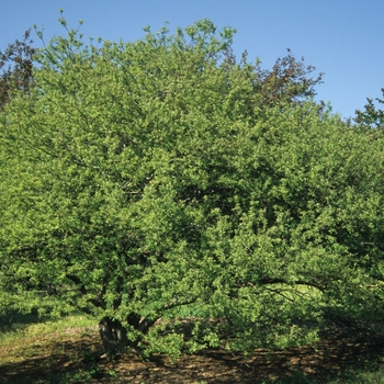 Malus 'Coralburst' (050406)