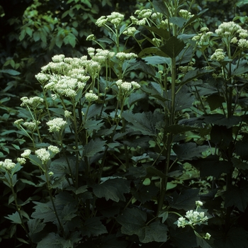 Cacalia muhlenbergii '' (050408)