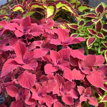 Coleus 'Redhead' (050411)