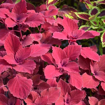 Coleus 'Redhead' (050412)