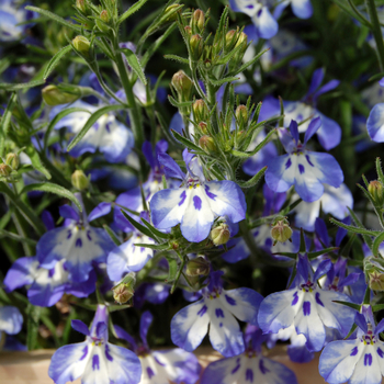 Lobelia erinus Hot® 'Tiger Eyes' (050415)