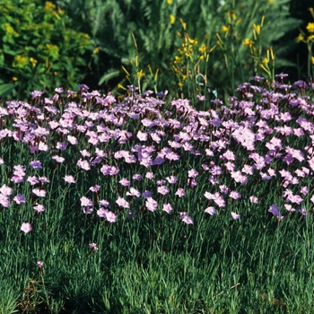 Dianthus 'Baths Pink' (050420)