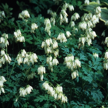 Dicentra spectabilis 'Alba' (050425)